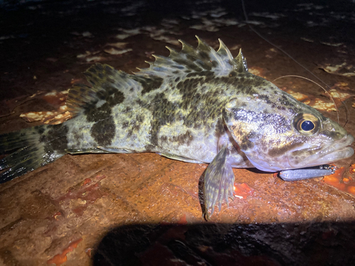 タケノコメバルの釣果