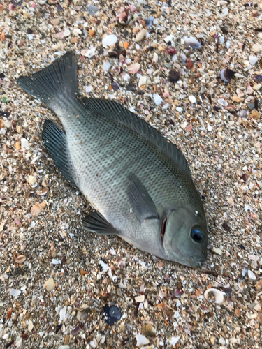 メジナの釣果