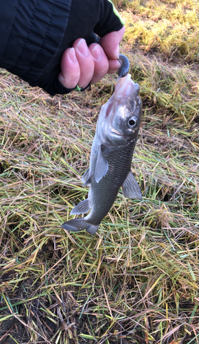 ニゴイの釣果