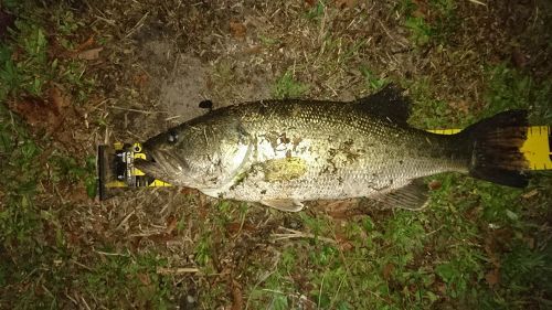 ラージマウスバスの釣果