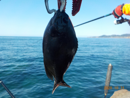 オナガグレの釣果