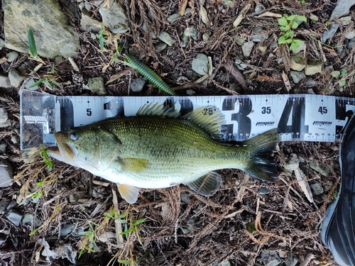 ブラックバスの釣果