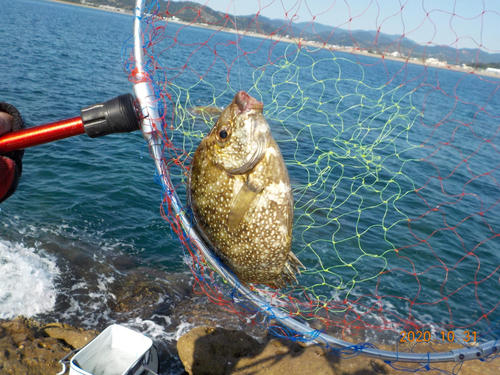 アイゴの釣果