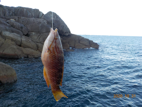 アカササノハベラの釣果