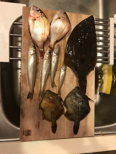 カレイの釣果