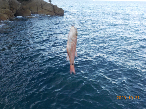 ネンブツダイの釣果