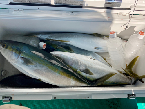 ハマチの釣果