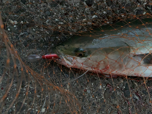 メジロの釣果