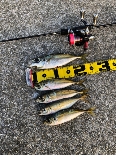 マアジの釣果