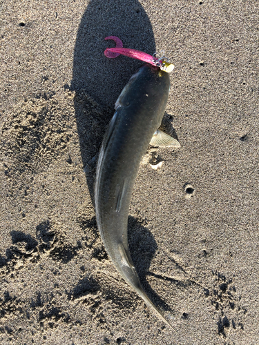 ボラの釣果