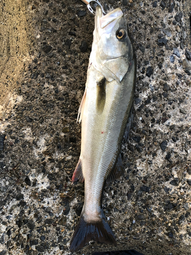 スズキの釣果