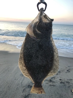 ヒラメの釣果