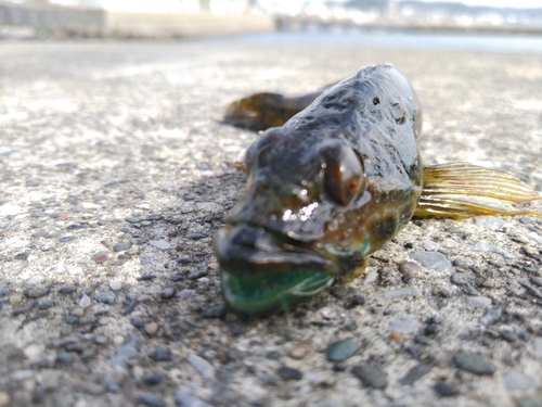 アナハゼの釣果