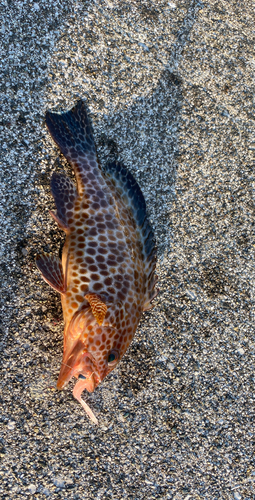 オオモンハタの釣果