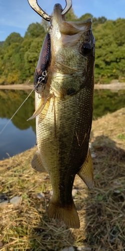 ラージマウスバスの釣果