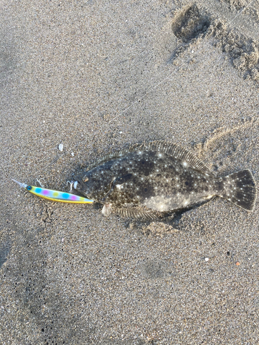 ソゲの釣果