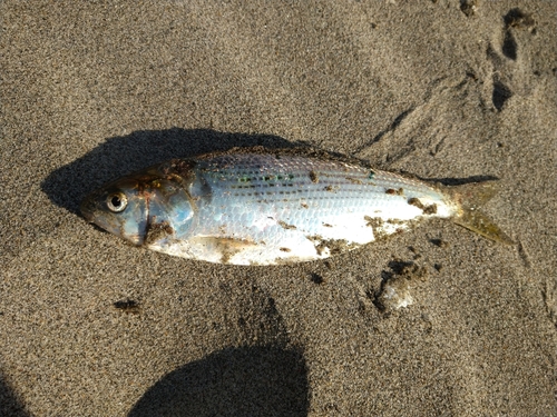 コノシロの釣果