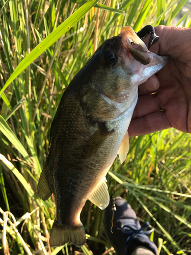 ラージマウスバスの釣果