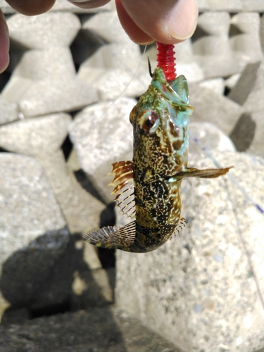 アナハゼの釣果