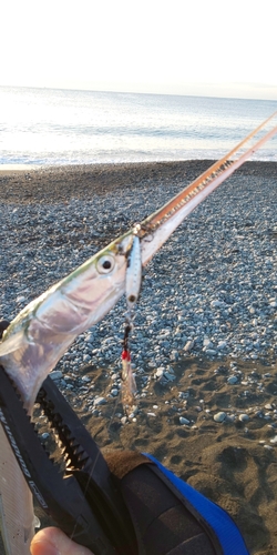 ダツの釣果