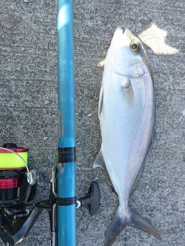 ショゴの釣果