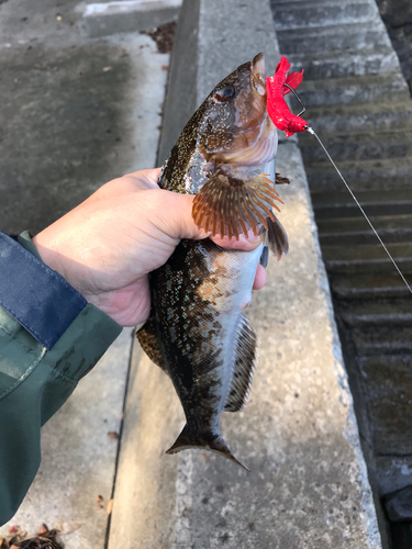 アイナメの釣果