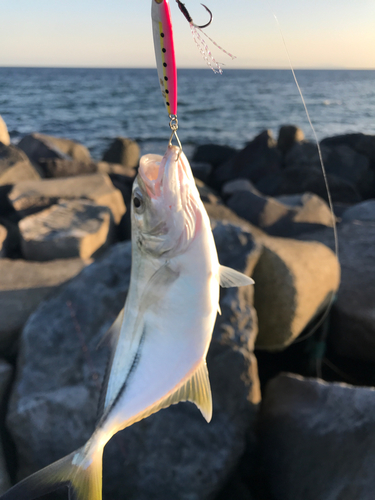 メッキの釣果