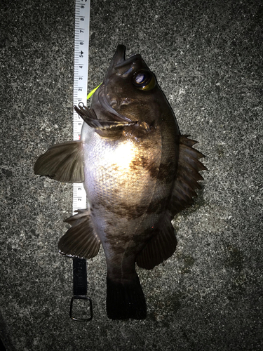 シロメバルの釣果