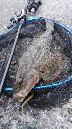 アイナメの釣果