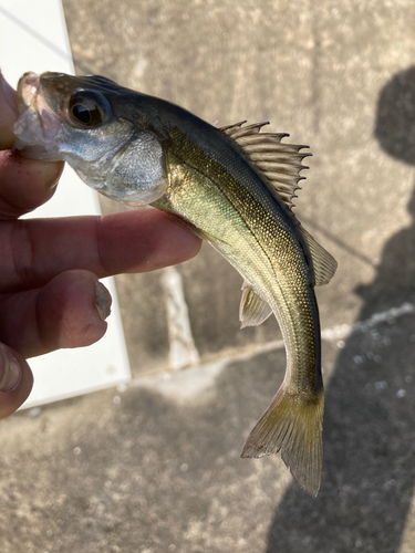 セイゴ（マルスズキ）の釣果