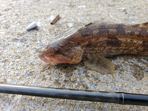 アイナメの釣果