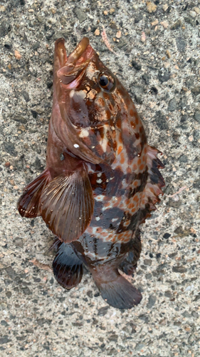 アコウの釣果