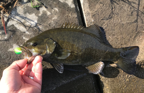 スモールマウスバスの釣果