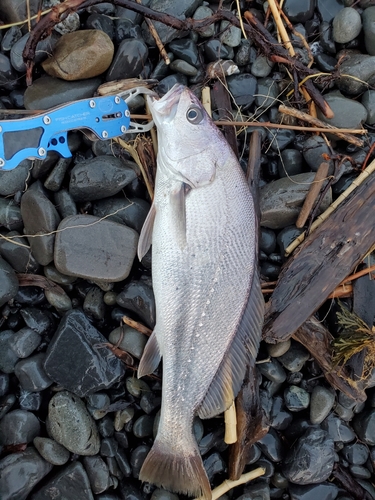 ニベの釣果