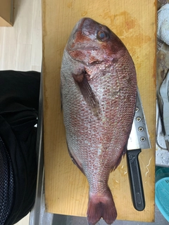 タイの釣果