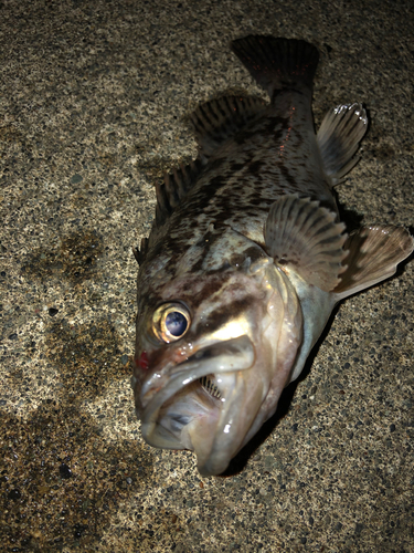 クロソイの釣果