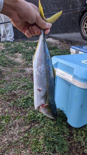 イナダの釣果