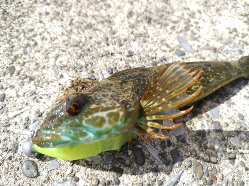 アナハゼの釣果