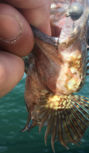 カサゴの釣果