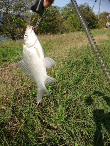 フナの釣果