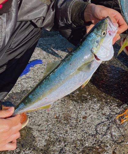 ヤズの釣果