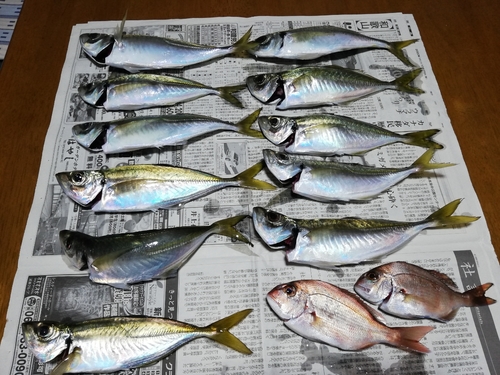 アジの釣果