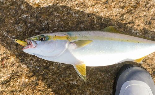 イナダの釣果