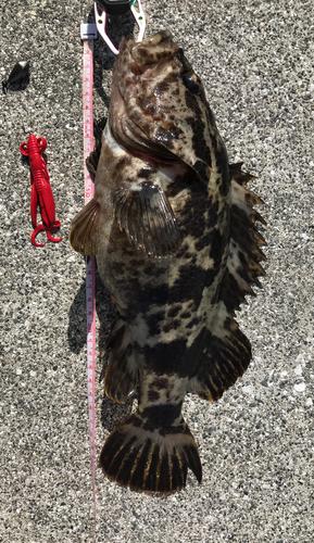 タケノコメバルの釣果