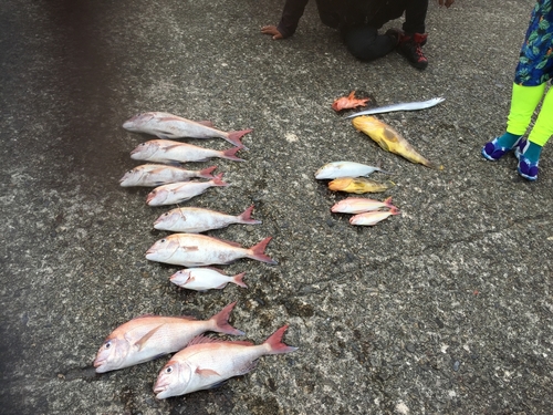 タイの釣果