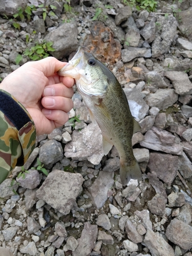 ブラックバスの釣果