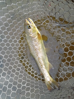 ニジマスの釣果