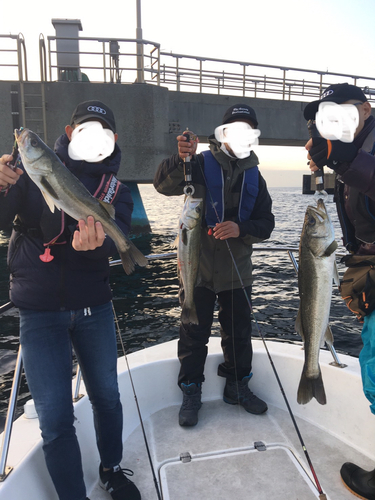 シーバスの釣果