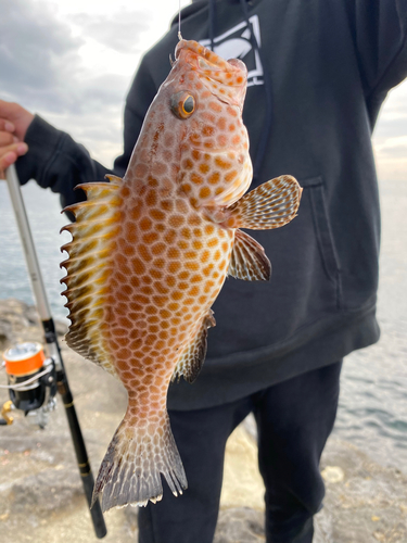 オオモンハタの釣果