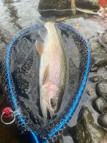 ニジマスの釣果